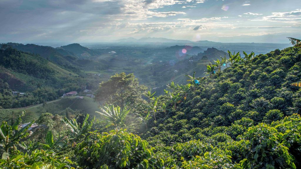 Finca El Crucero Colombia Risaralda Perira Ana Mustafa