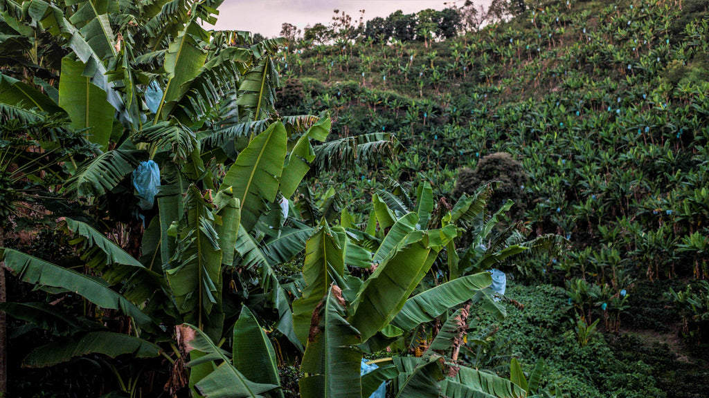 Colombia El Crucero Banana Trees Coffee Trees Shade Grown Coffee Mission Coffee Ana Mustafa