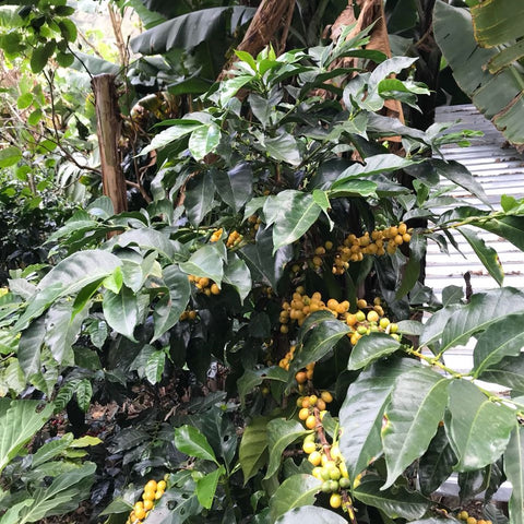 Colombia Narino Inga Aponte Yellow Caturra Cherry Fermentation