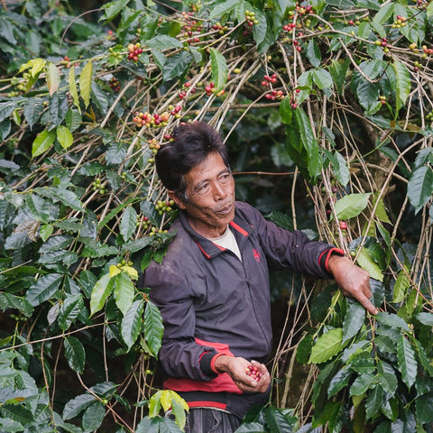 Sulawesi Toarco Tana Toraja Coffee Pulper Coffee Producer Mission Coffee Co. 