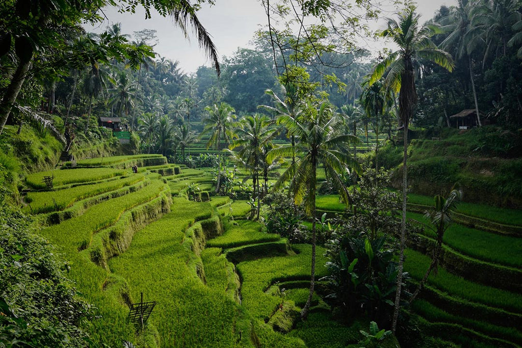 Bali jungle nature