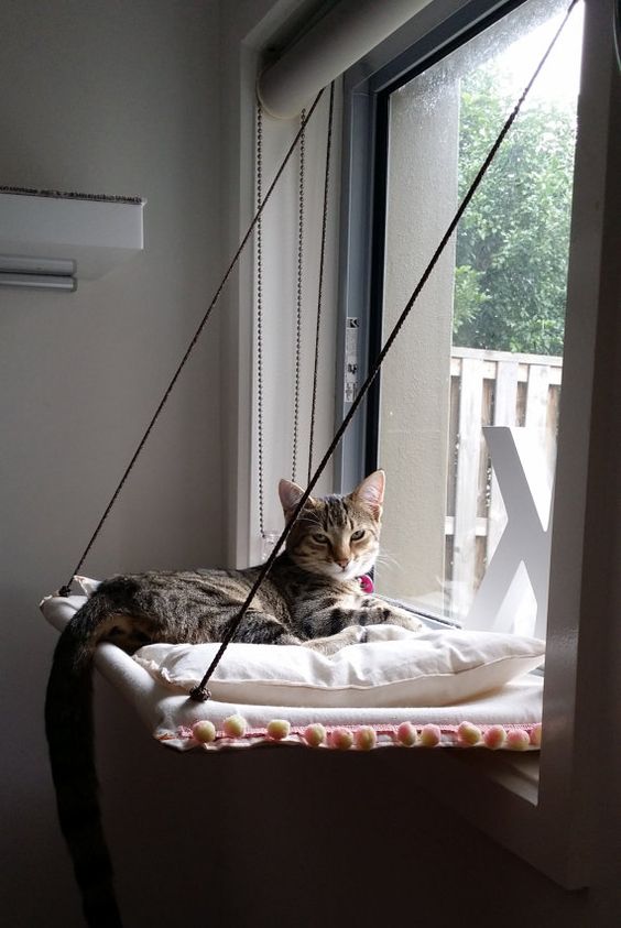 cat hammock