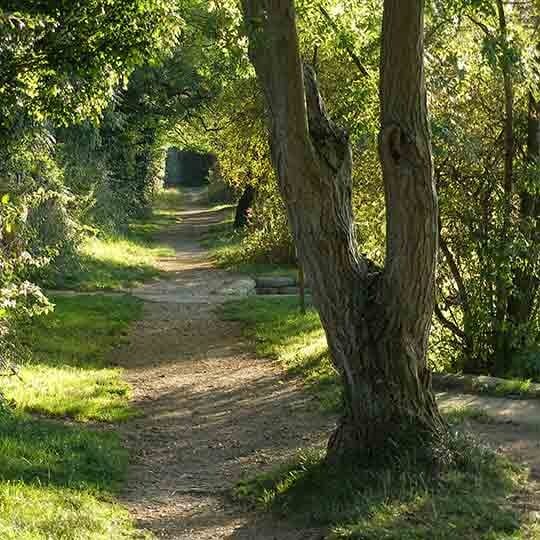 Neigh Bridge Country Park - Thames Path National Trail