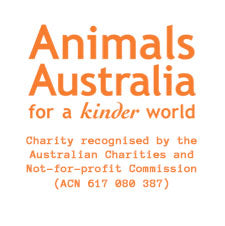 https://animalsaustralia.org/appeal/donate-to-emergency-grants-for-gaza/