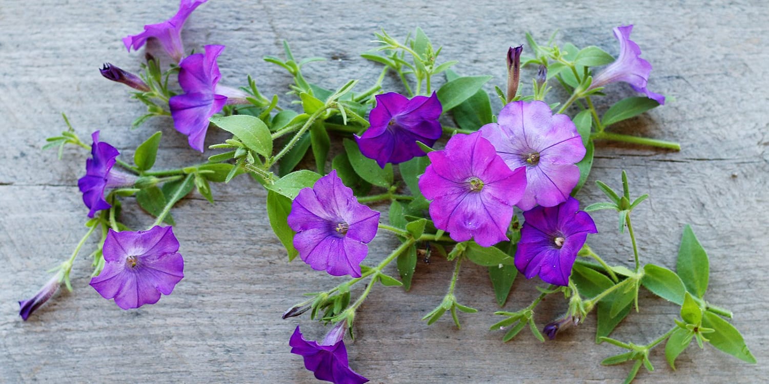 How To Grow Petunias From Seed