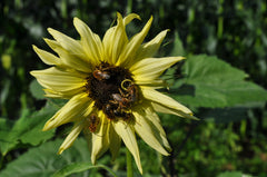 Italian White Sunflower with Bees