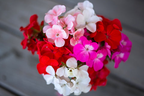 Geranium Flowers