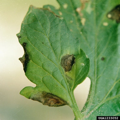 Early Blight Leaf