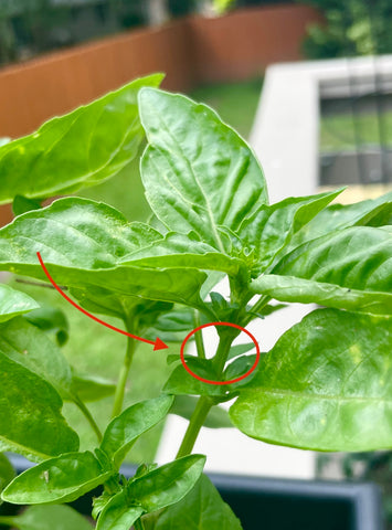 Basil plant with red arrow pointing to stem for pruning tips