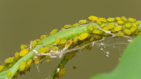 Aphids overtaking a plant vine