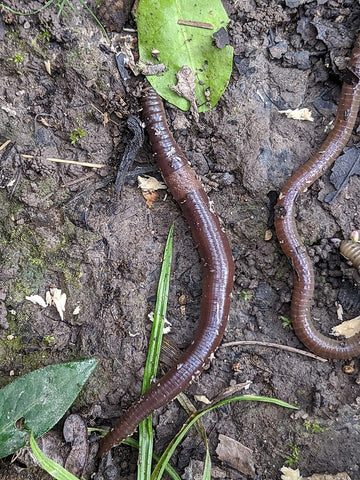 Jumping worm with clear band marking