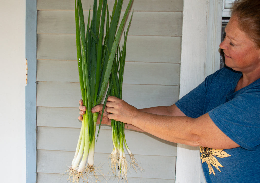 Holding parade bunching onions up; green hearty scallion stalks that are 2 feet tall