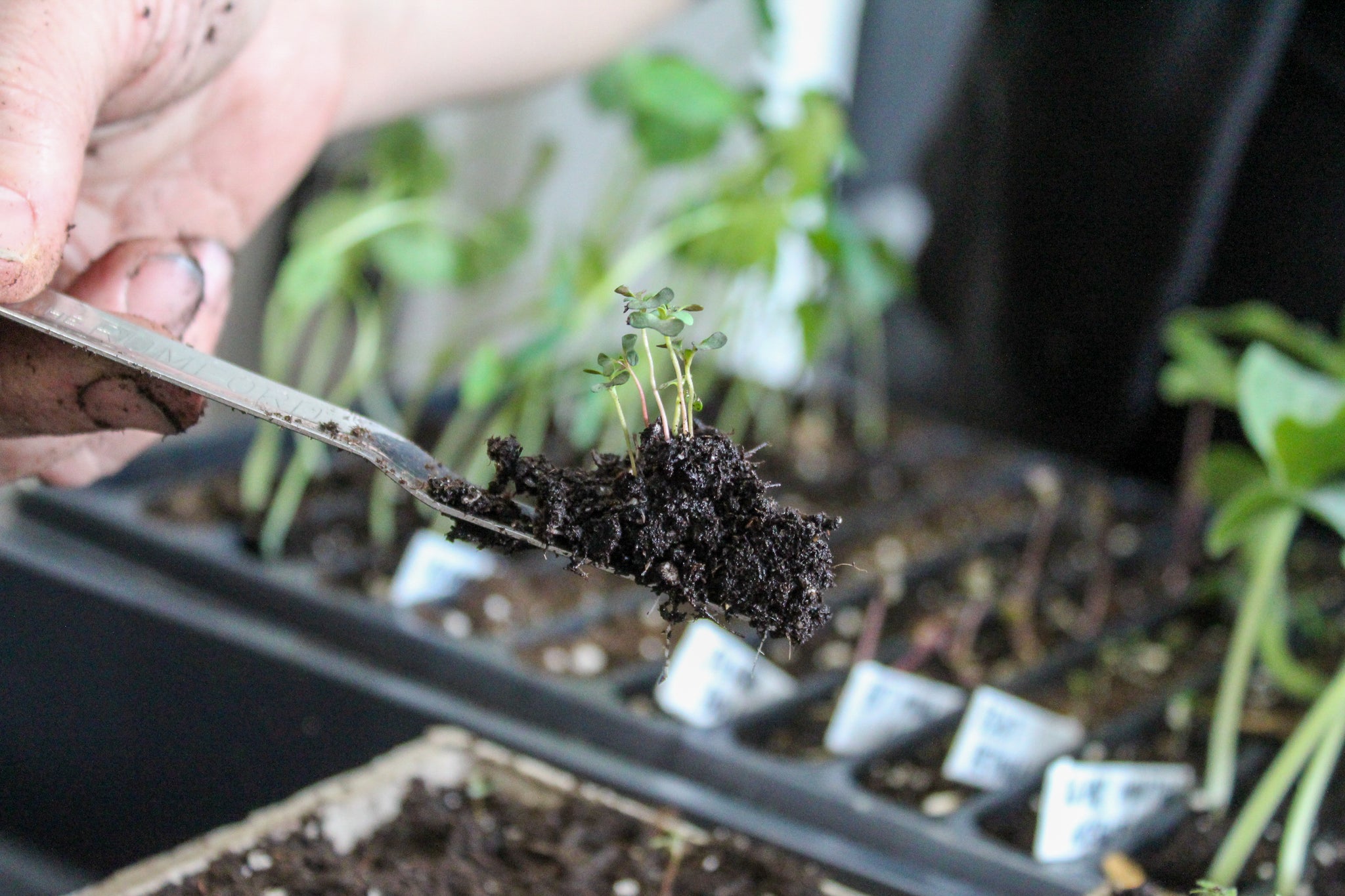 A widger used to move delicate seedlings