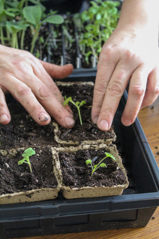 Seedlings in small peat pots