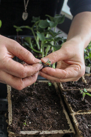 Separating seedlings