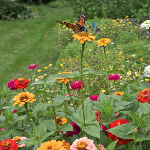 Monarch Butterfly on yellow and red flowers