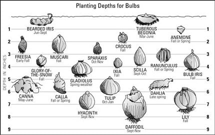 Bulb Depth Chart