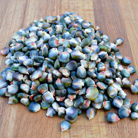 Envy Soybean (75 Days) – Pinetree Garden Seeds