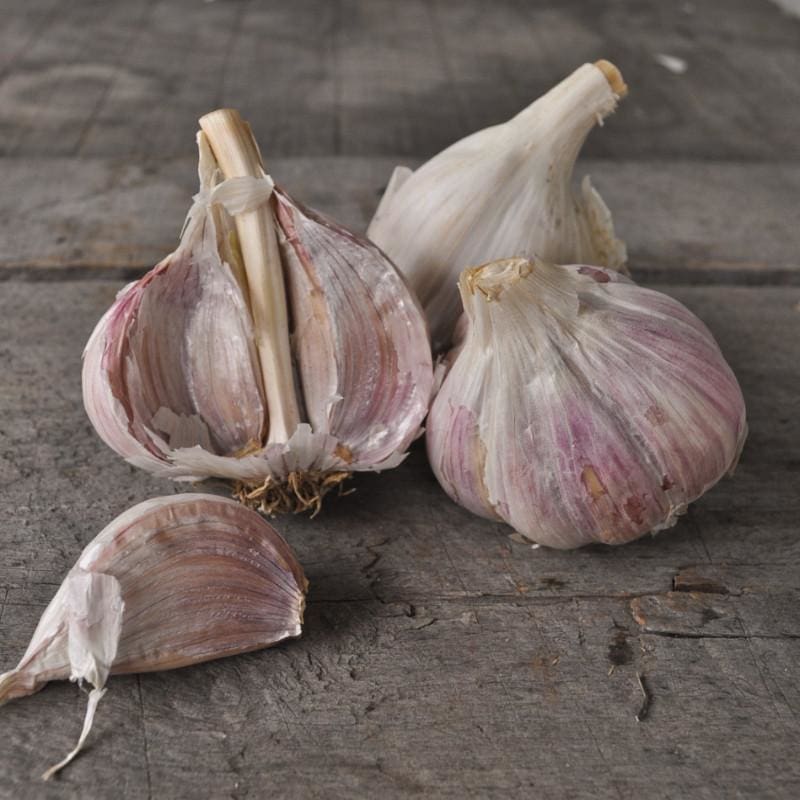 Hardneck Garlic - Music (Fall Planting) - Pinetree Garden Seeds product image