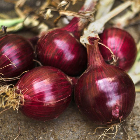 Zebrune Shallot (100 Days) – Pinetree Garden Seeds