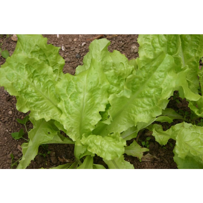 Australian Yellow Leaf Lettuce 50 Days