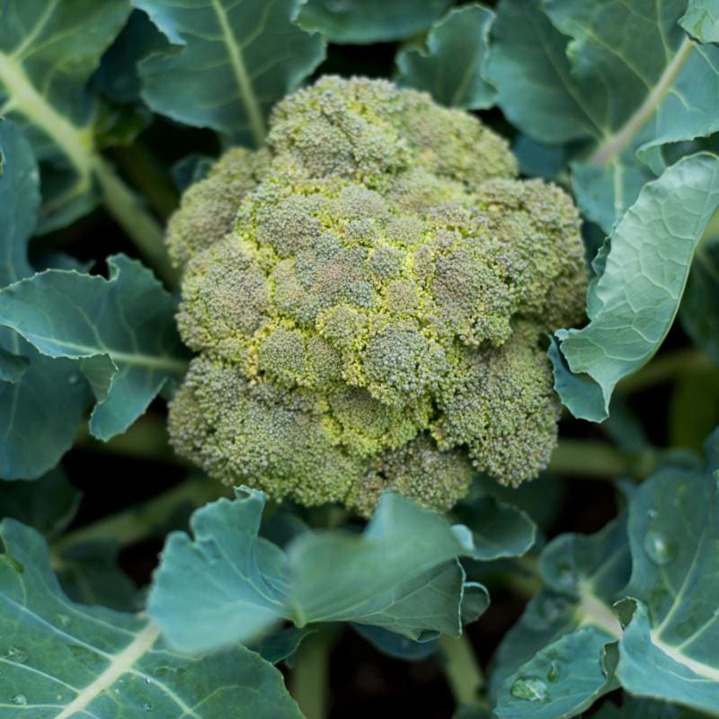 broccoli beat columbine