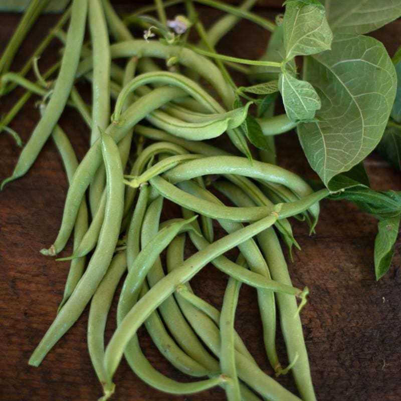 red swan beans