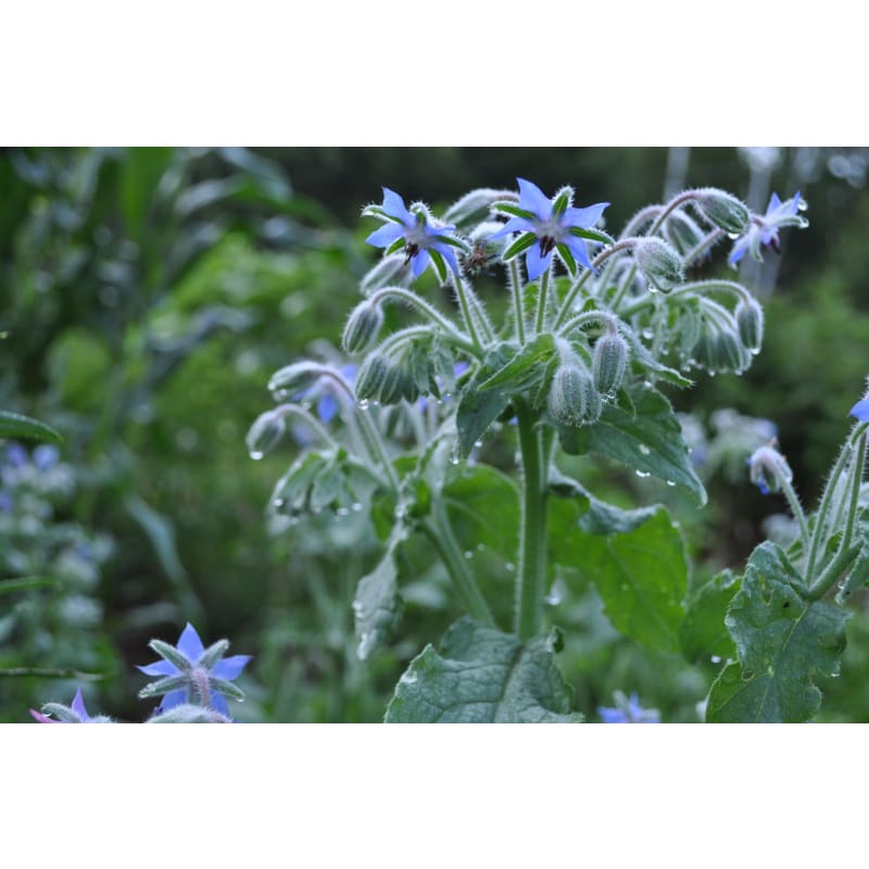 Paper Daisy Pierrot White - Helipterum - Sugar Creek Gardens