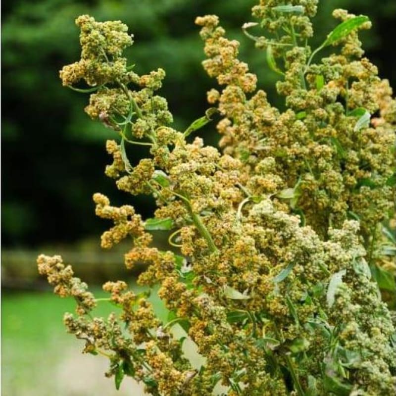 Upland Cress (40 Days) – Pinetree Garden Seeds