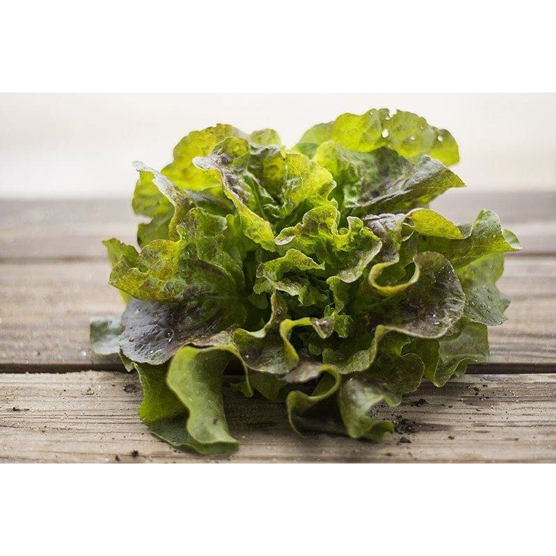 Bronze Mignonette Lettuce 53 Days