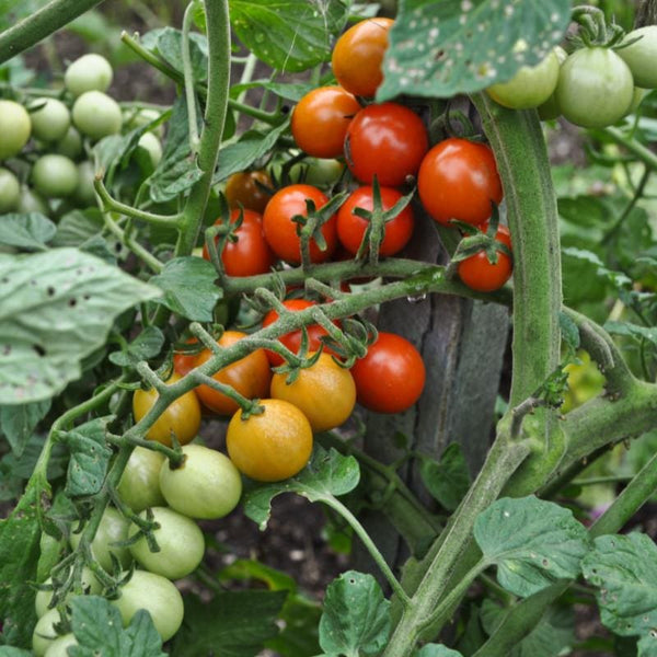 Candyland Tomato (55 Days) Solanum lycopersicum