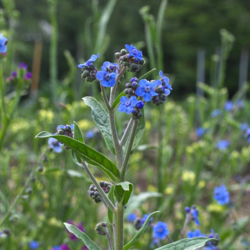 Forget Me Not Seeds - Bright Blue Flowers - bin254 – Zellajake Farm and  Garden