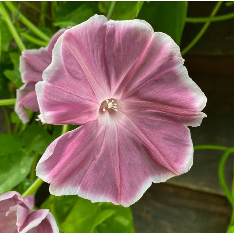 Chocolate Morning Glory