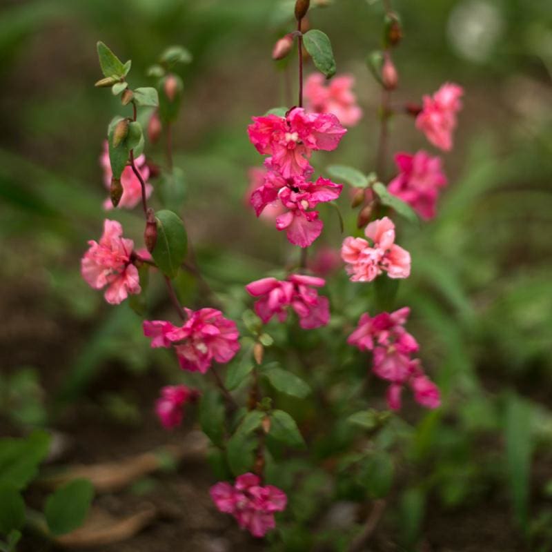 Edible Flower and Herb Mix – Pinetree Garden Seeds