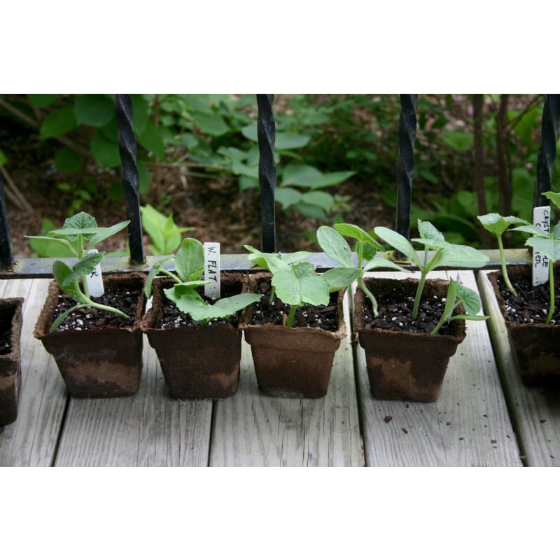 Cow Pots 3 Square Pkg Of 12