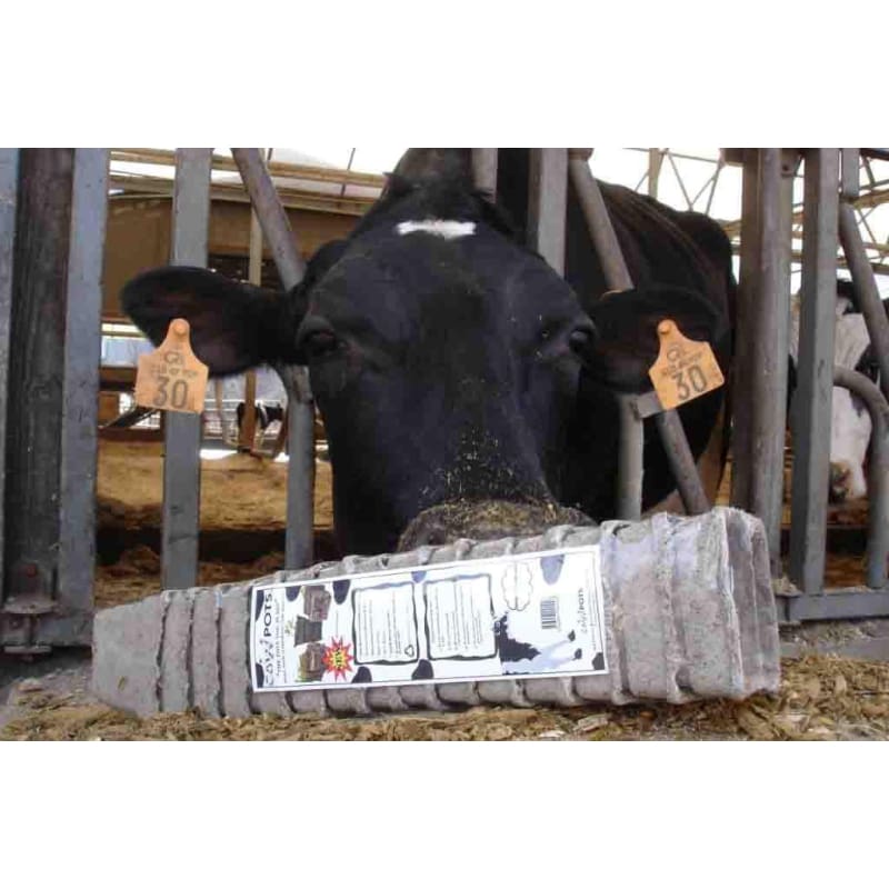 Cow Pots 3 Square Pkg Of 12 - 