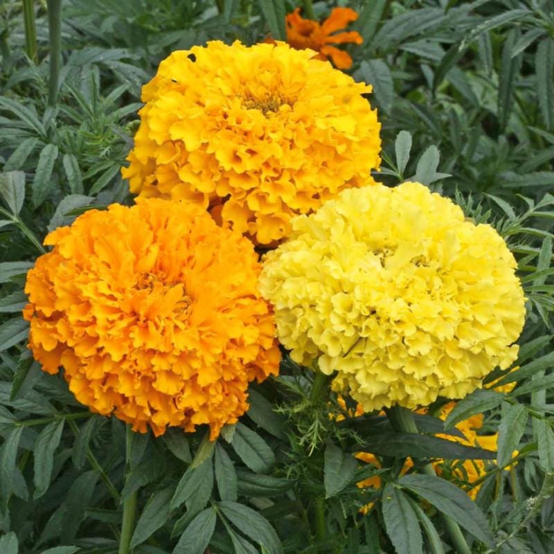 what are marigolds
