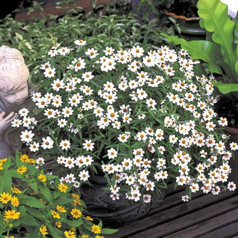 Crystal White Zinnia