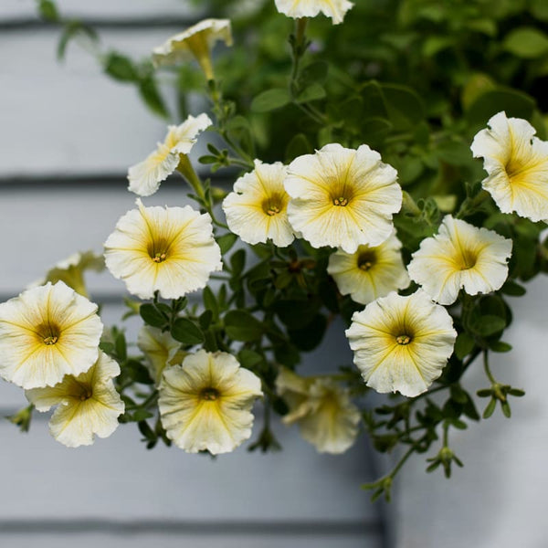 Easy Wave Yellow Petunia