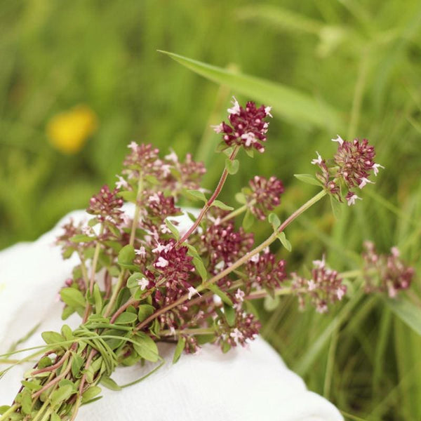 Edible Flower And Herb Mix