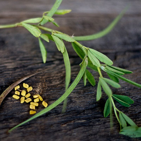 Edible Flower and Herb Mix – Pinetree Garden Seeds