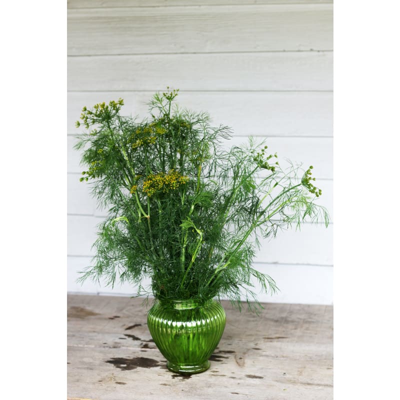 Fernleaf Dill