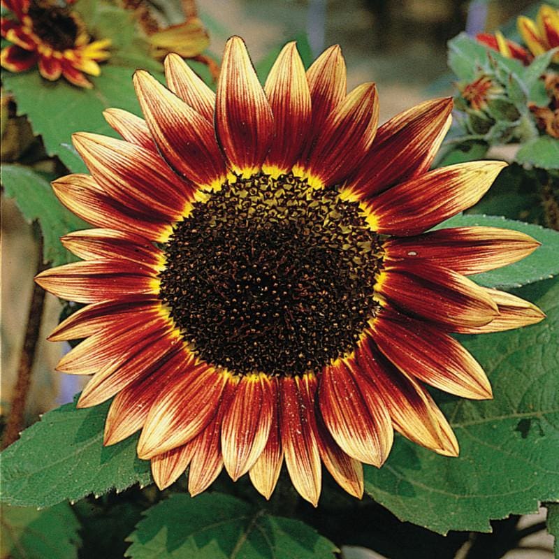 Image of Sunflowers flowers for rhubarb