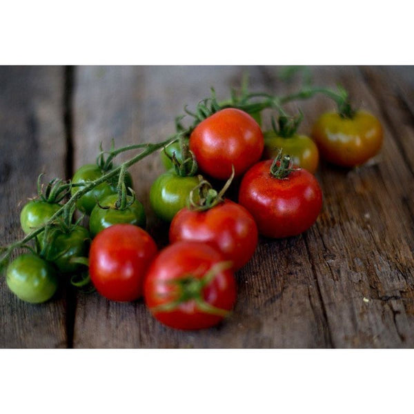 Gardeners Delight Tomato 67 Days