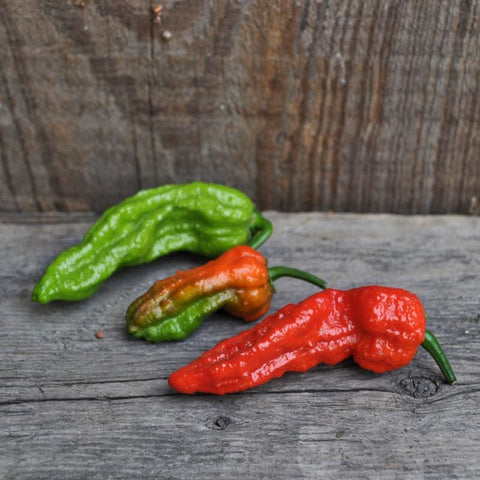 https://cdn.shopify.com/s/files/1/0972/6282/products/ghost-pepper-bhut-jolokia-100-120-days-vegetables-pinetree-garden-seeds-220_large.jpg?v=1635274334