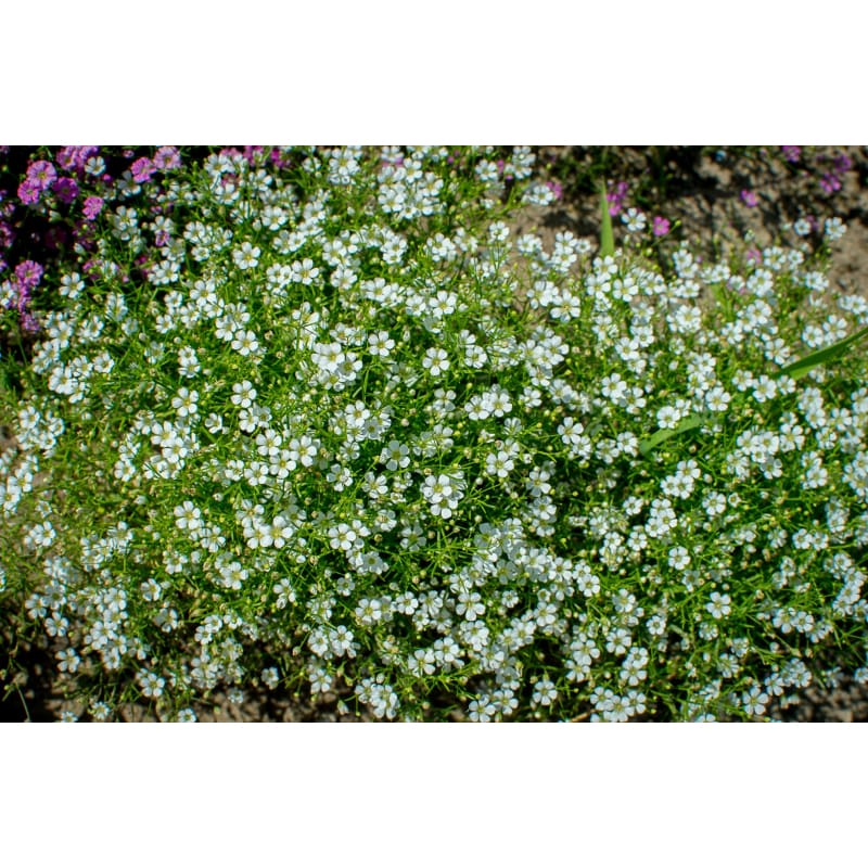 Gypsy White Baby S Breath