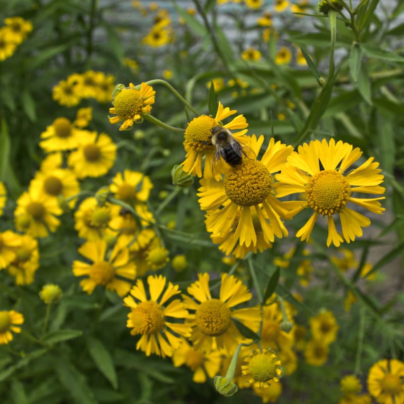 Forget Me Not – Pinetree Garden Seeds