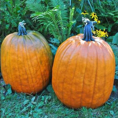 Howden Pumpkin (Heirloom 105 Days) - Vegetables