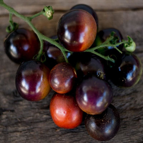 BlushingStar Tomato (F1 Hybrid 70-75 Days)