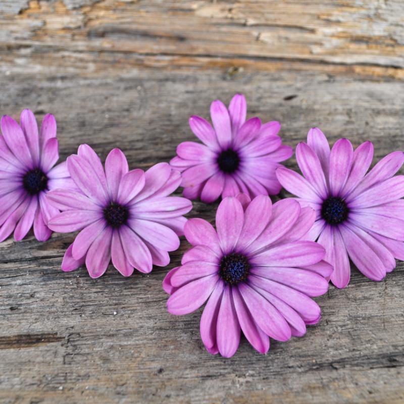 Lavender Shades African Daisy (Osteospermum ecklonis)